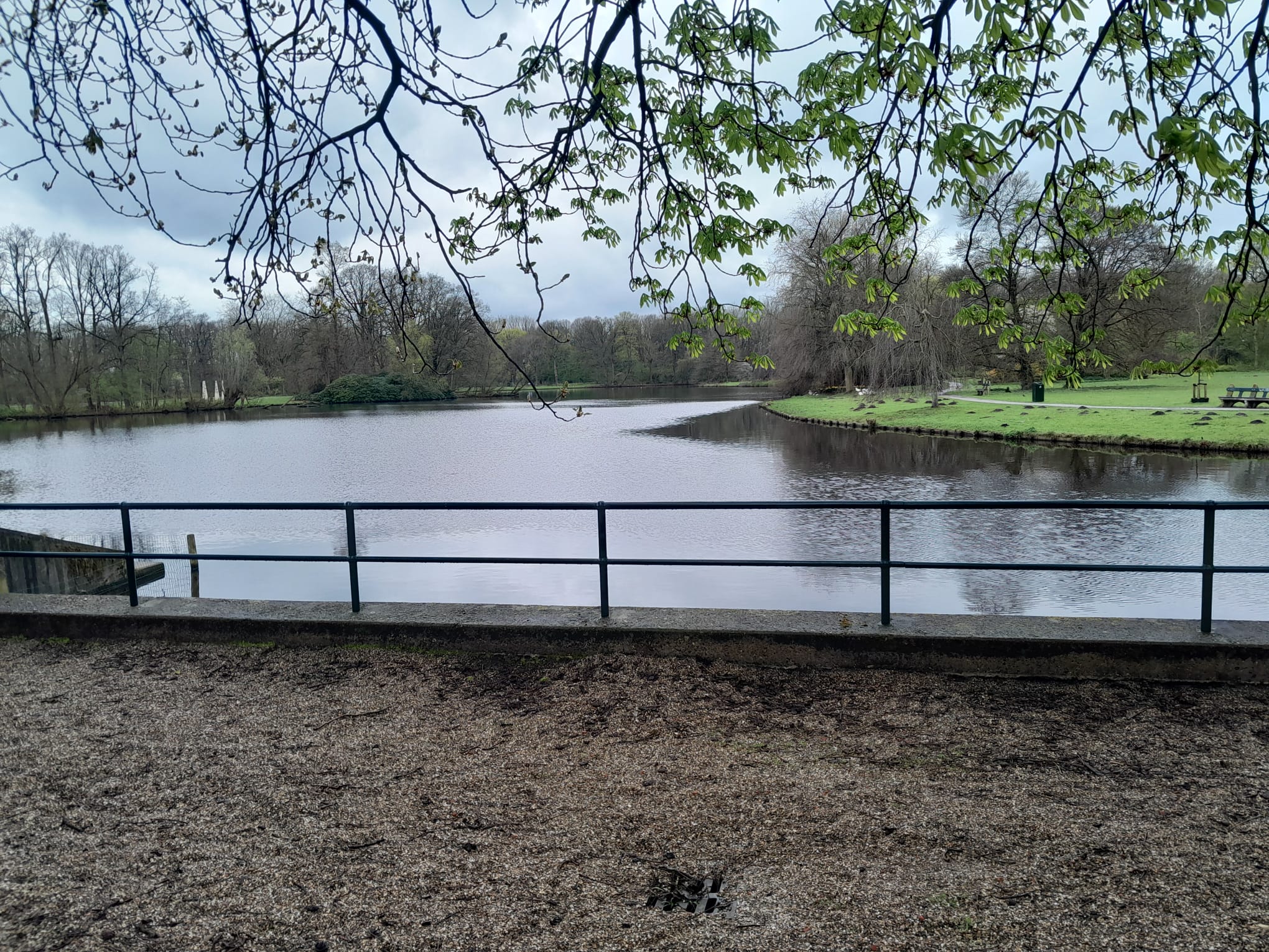 Photo at the water. In the distance are some geese. The weather is rainy, the park is very calm and quiet